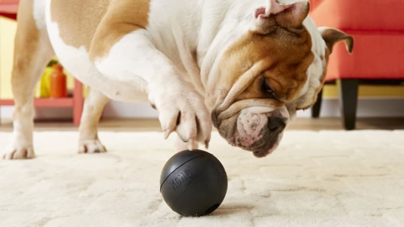 kong waste bag harness chewy